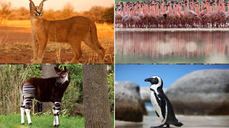 List of African animals