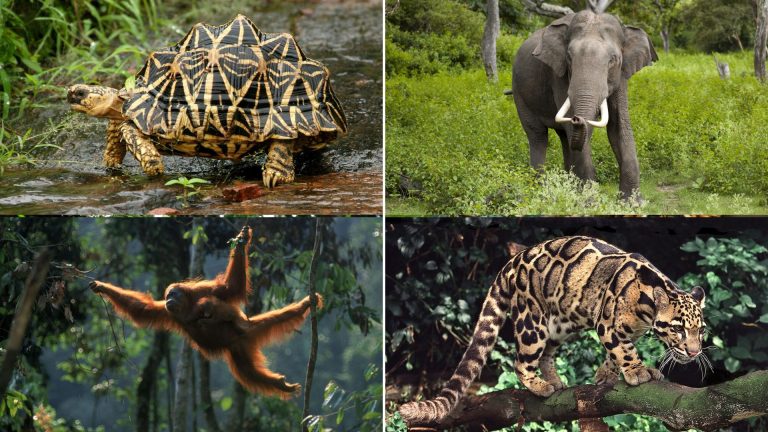 List of Asian animals