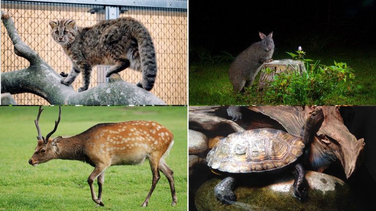 List of Japanese animals