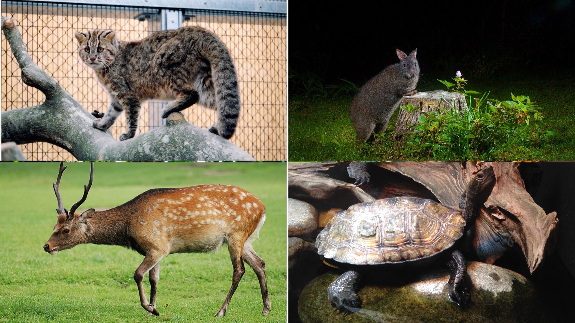 List of Japanese animals