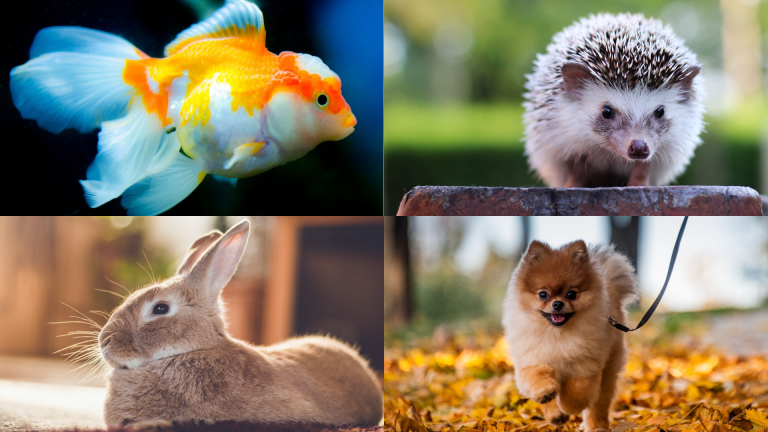 List of Pet Animals