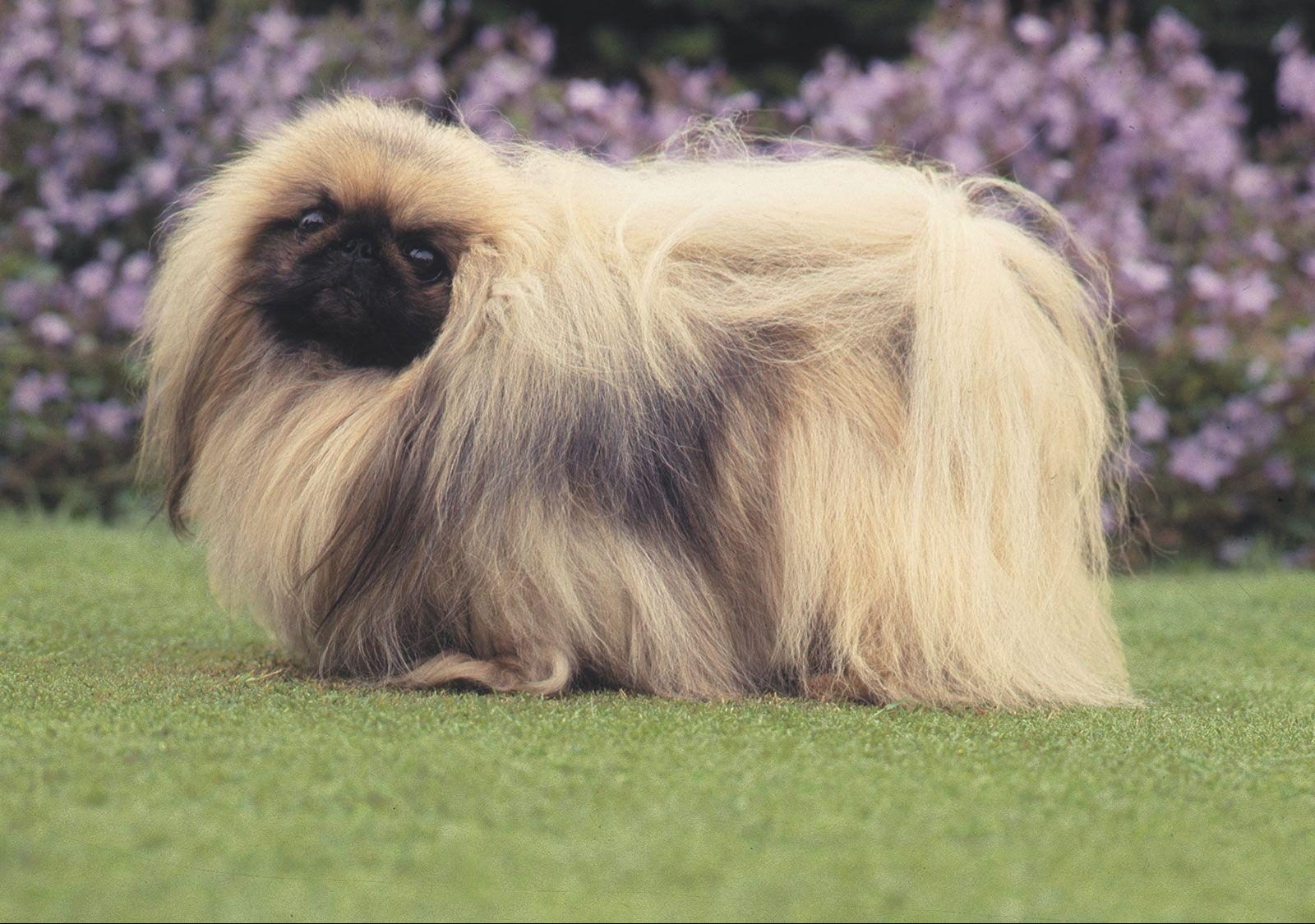 Pekingese