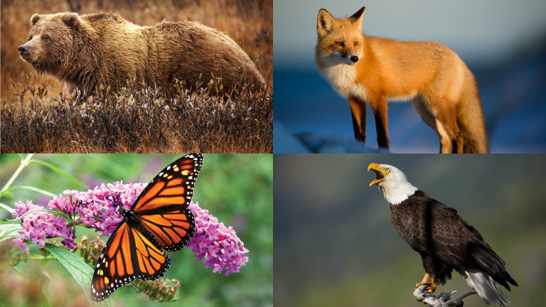 X List of American animals
