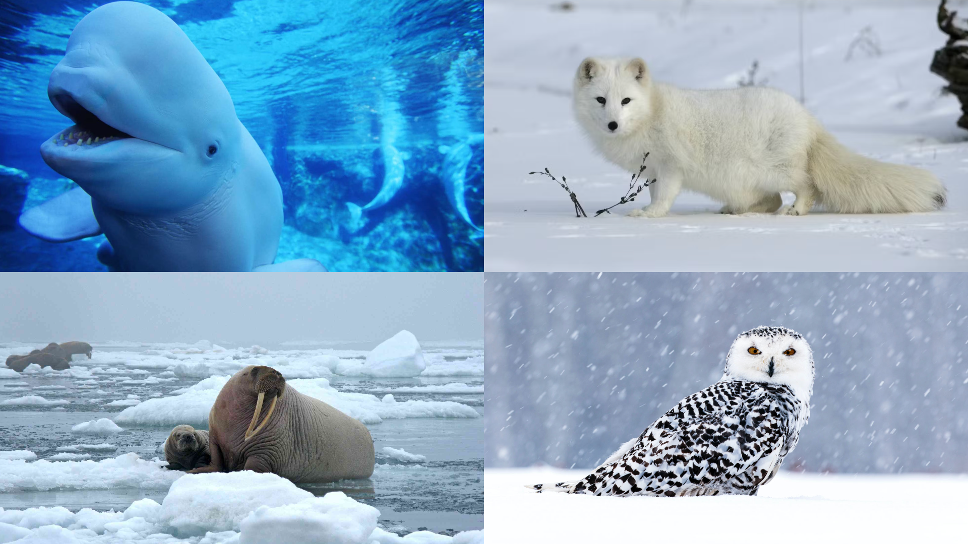 X List of Arctic animals