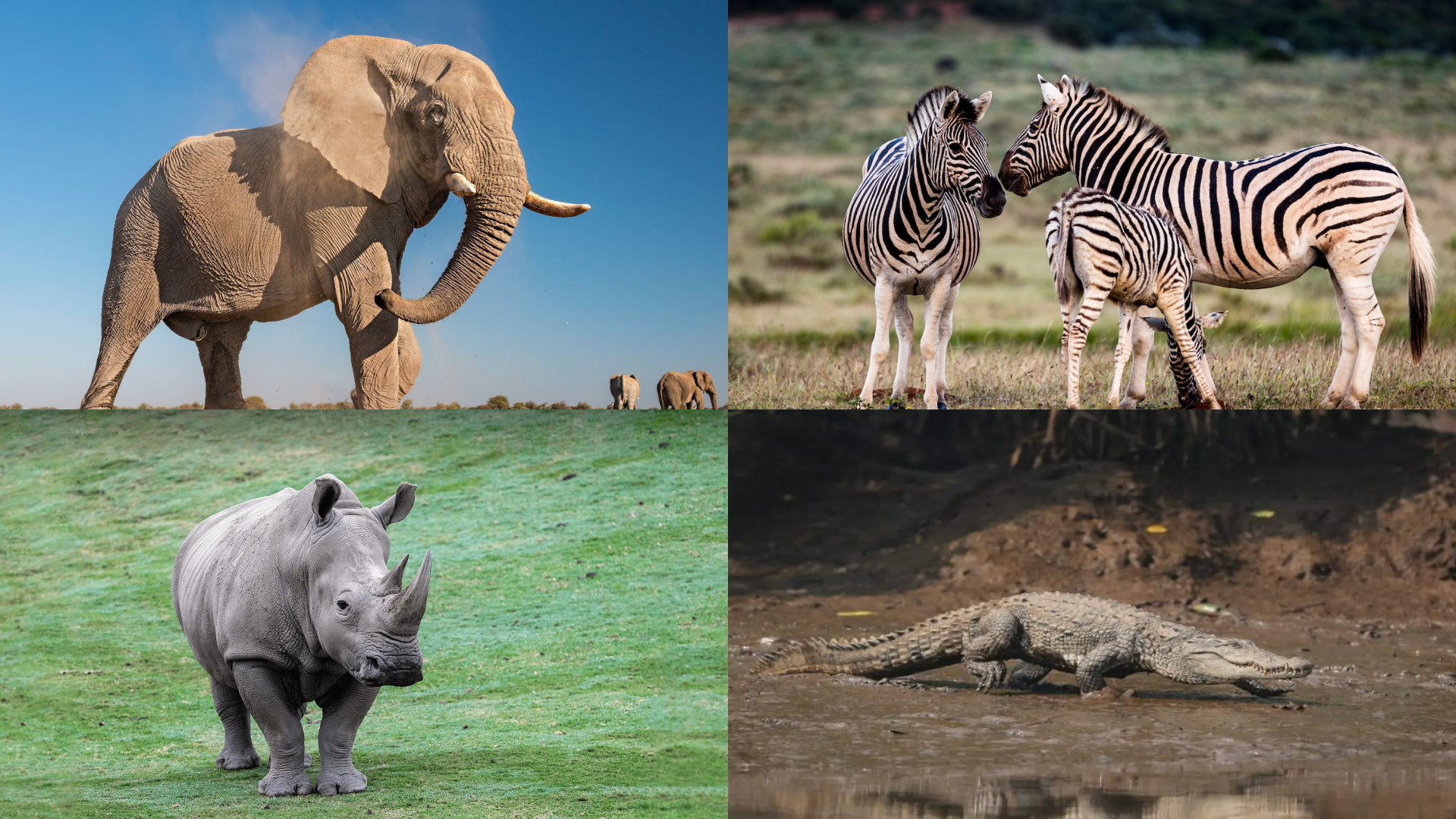 X List of Safari animals