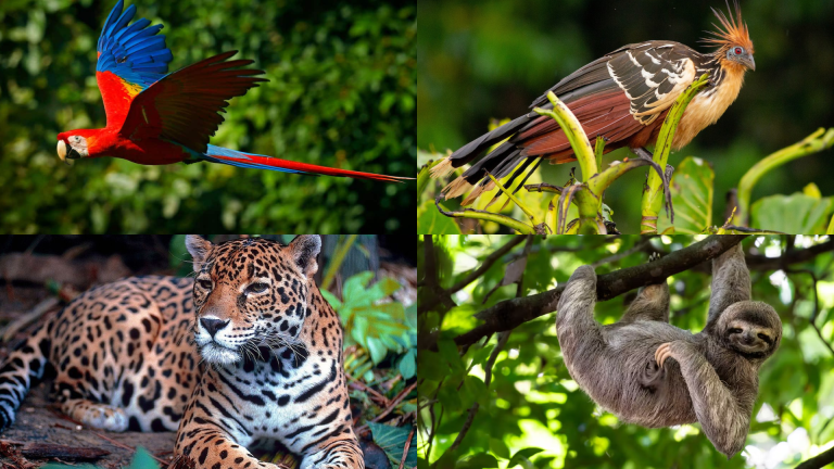 X List of Tropical Rainforest animals