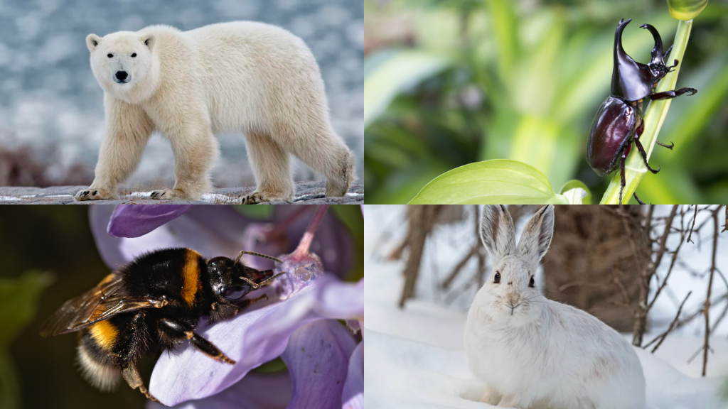 X List of Tundra animals