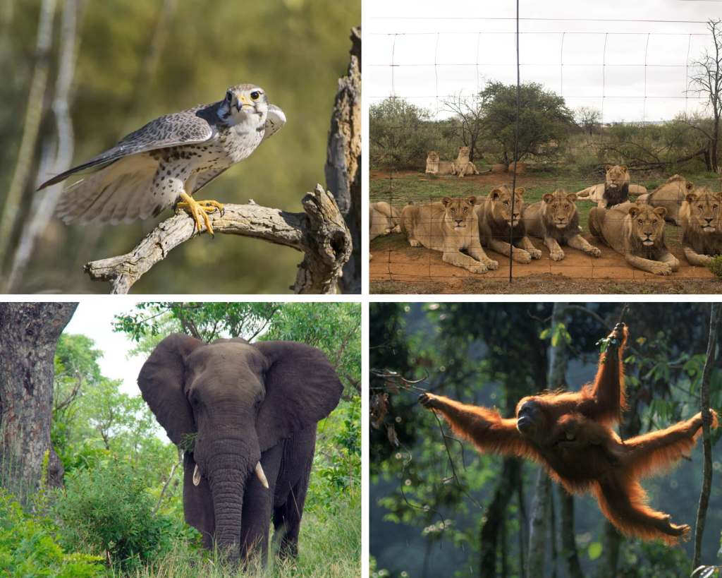 X List of Wild animals