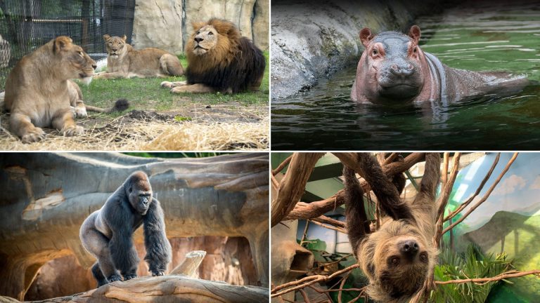 X List of Zoo animals
