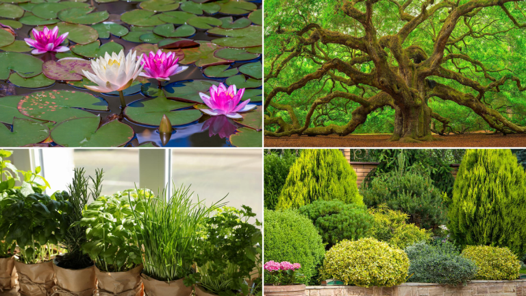 Different Plant and their Characterstics