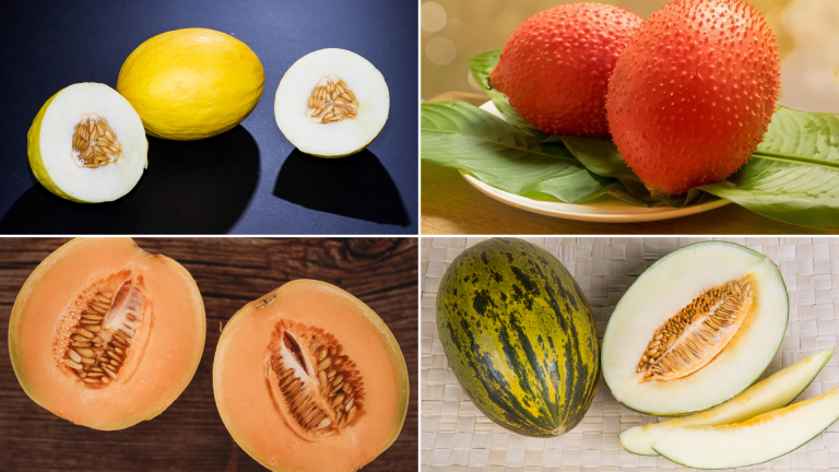 Different Varieties of Melons with Their Nutritional Value