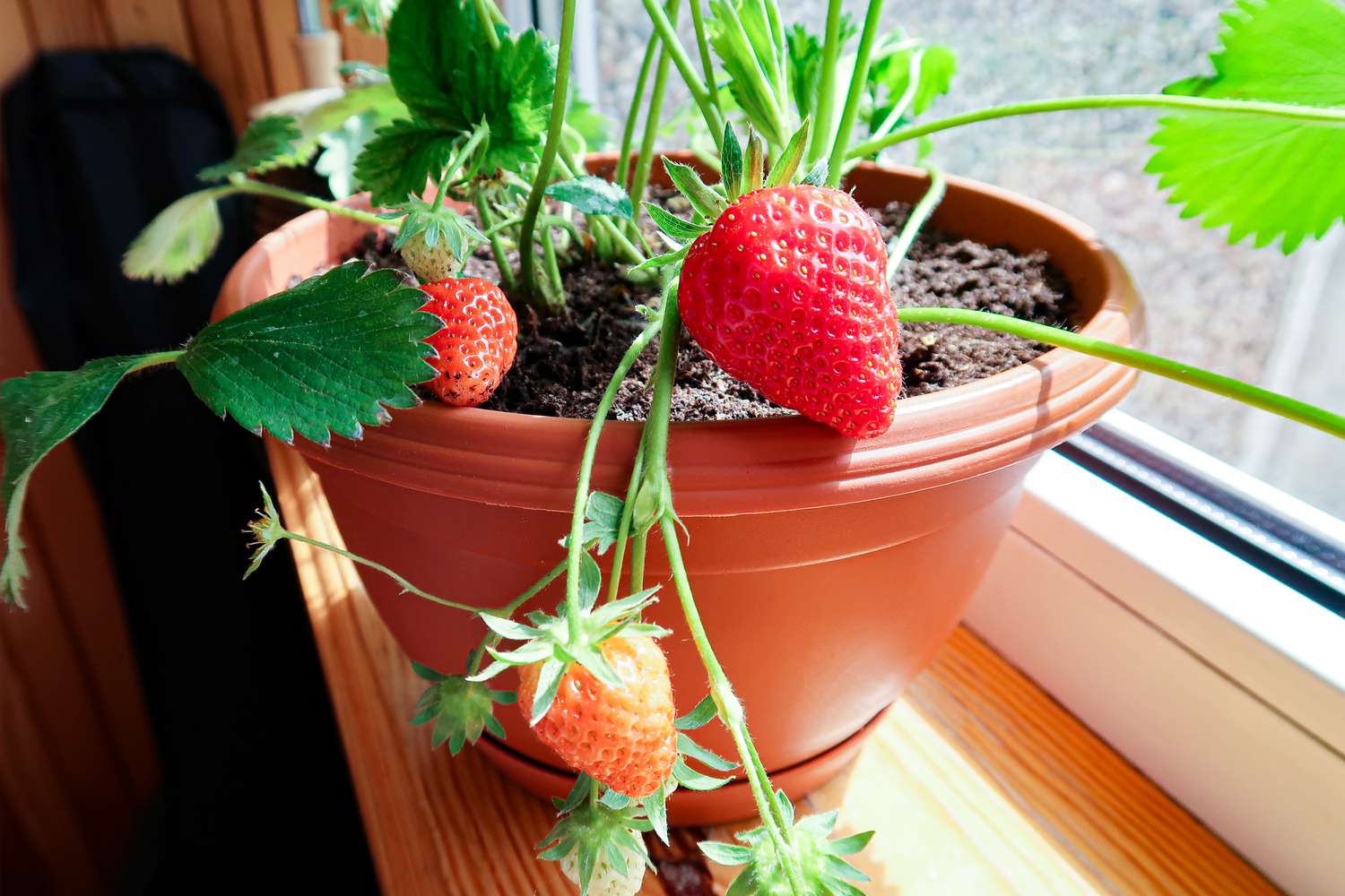 Easy Fruits to Grow