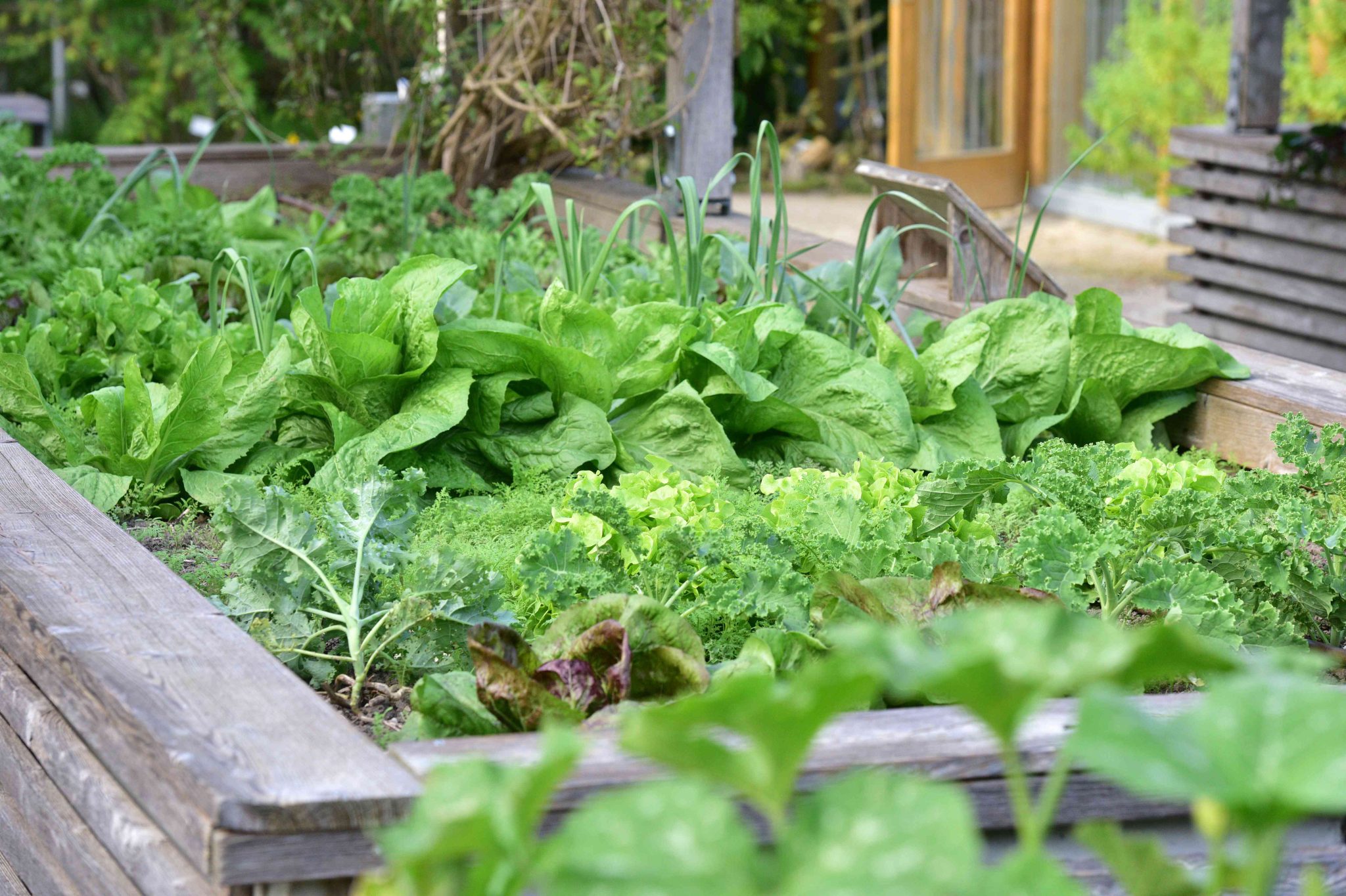 Easy Vegetables to Grow