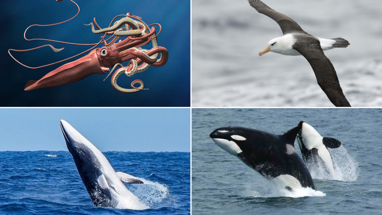 List of 24 Fascinating Animals of Antarctica: A Quick Guide for Kids
