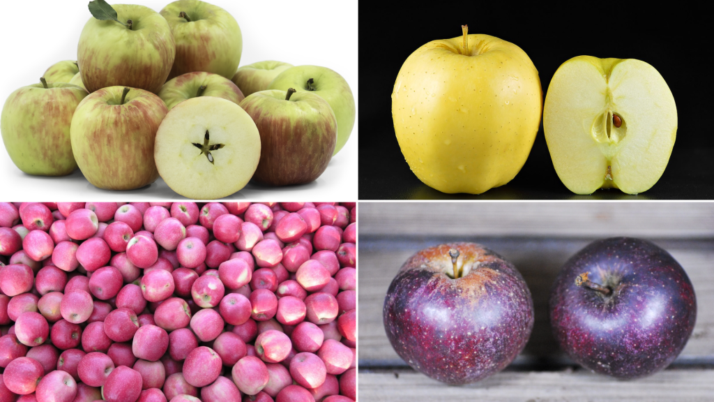 List of Types of Apples