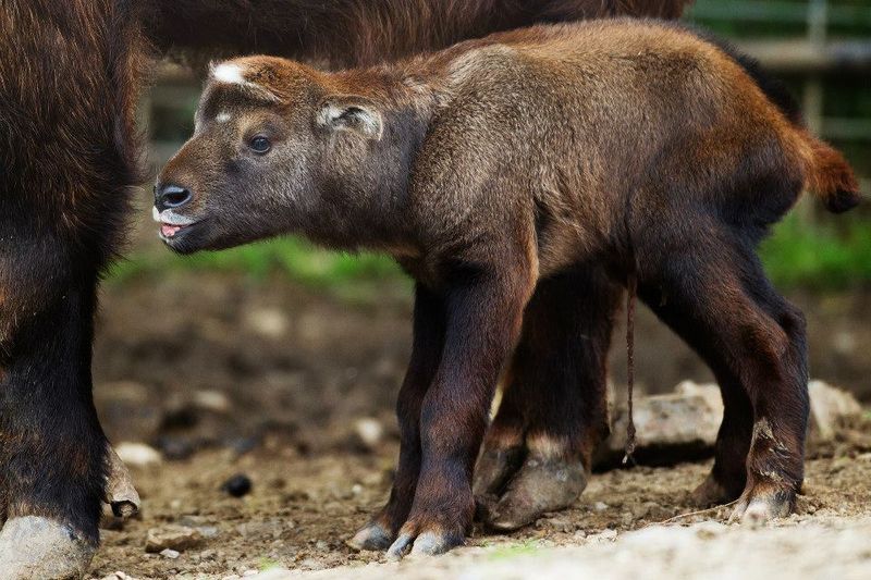 Melanistic Golden Takin
