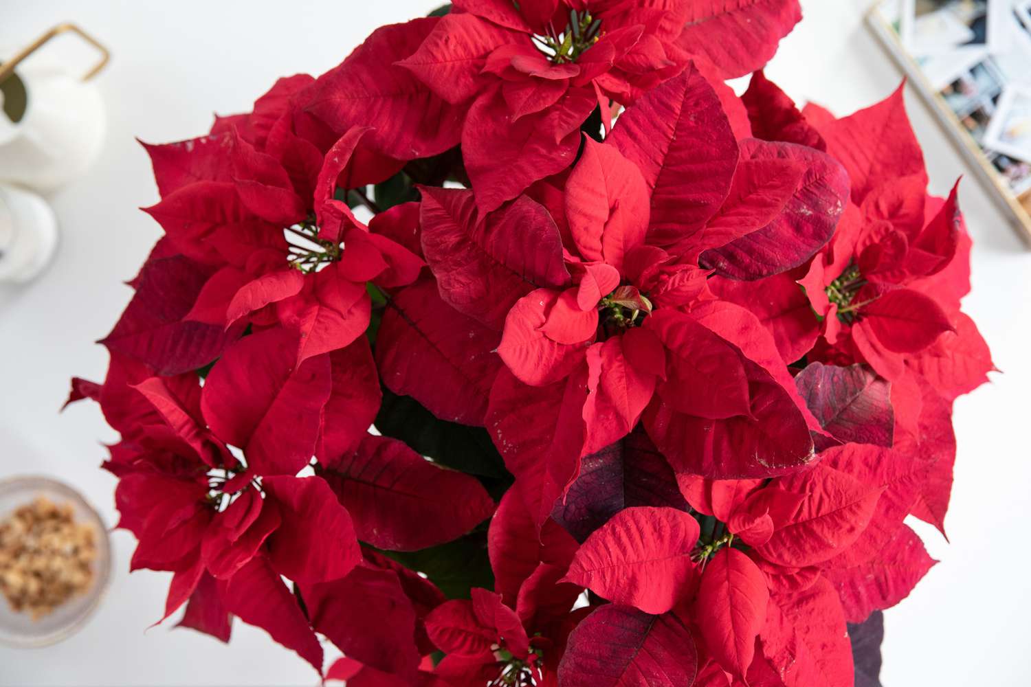 Pairing Flowers with Classic Christmas Gifts