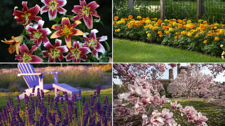 Stunning Flower with Pictures and Their Meanings Explained