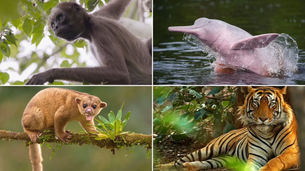 27 Different Animals Found in Rainforest with Pictures and Facts