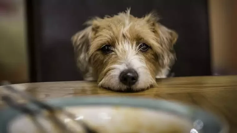 Dog Poisoning – Top 5 Natural Things Your Dog Should Never Eat