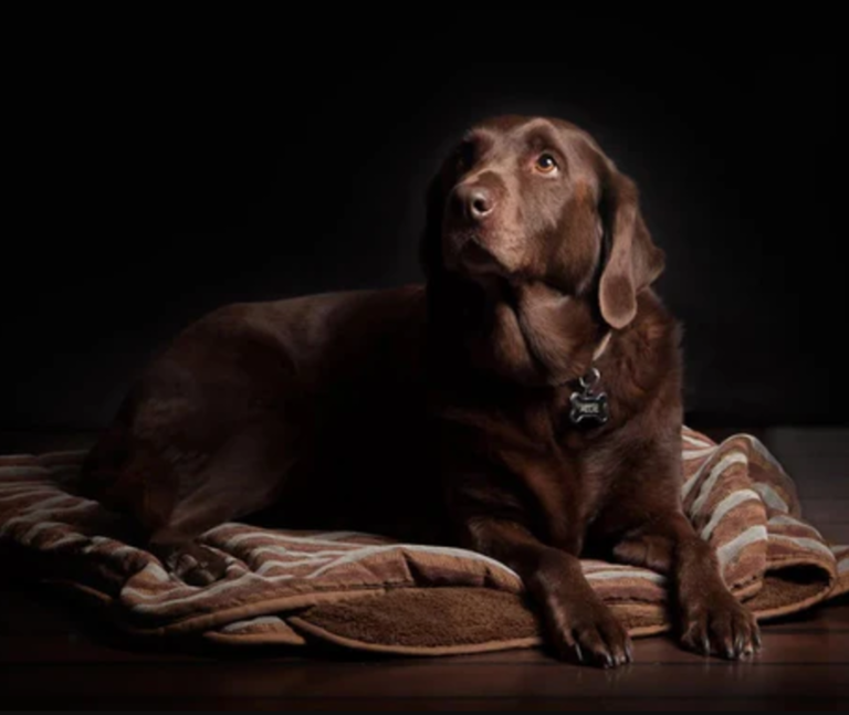 Exploring Pawious: The Future of Pet Care and Wellness