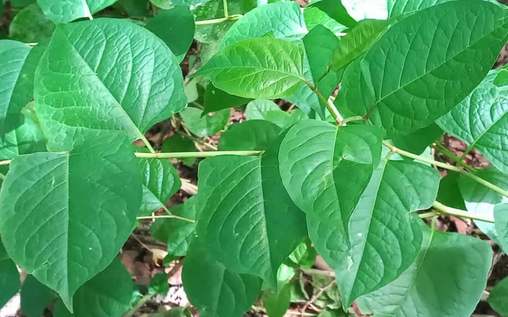 Understanding Knotweed