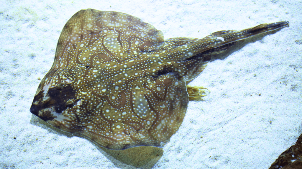 Undulate_Ray