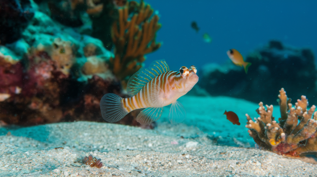 Xenisthmus Species (Saltwater).png