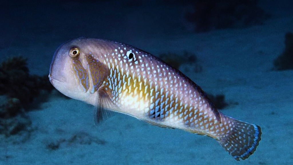 Xyrichtys Species
