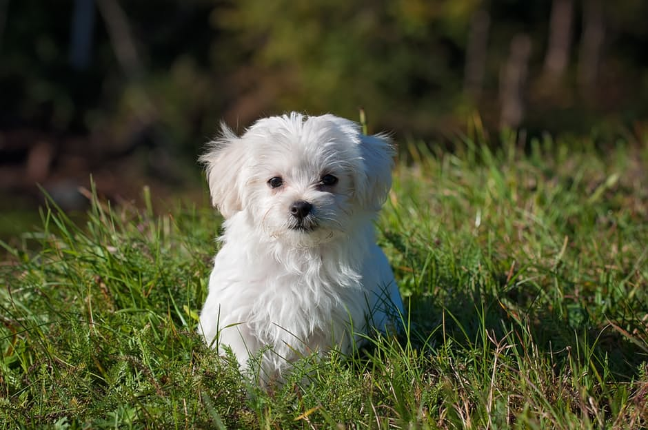 Pet Psychic Readings
