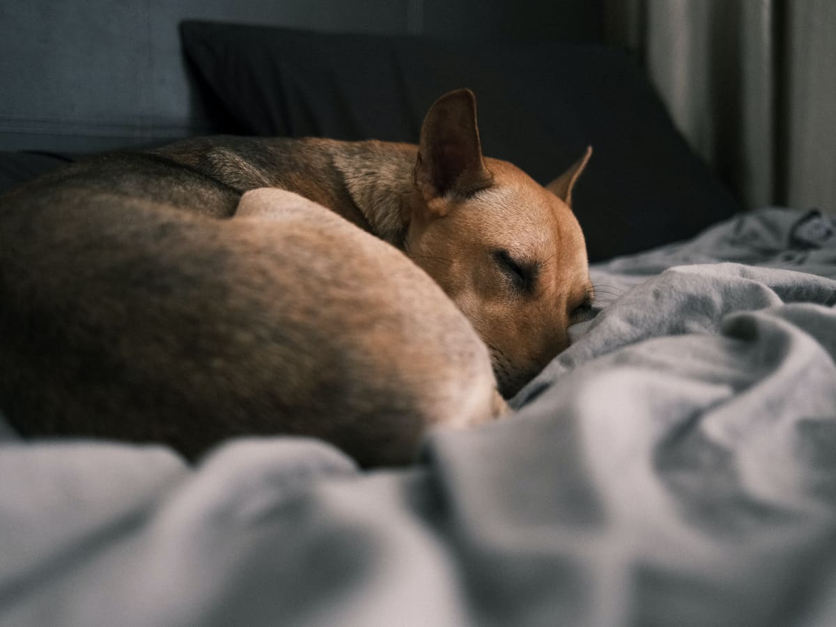 What Happens to your Pet After Death
