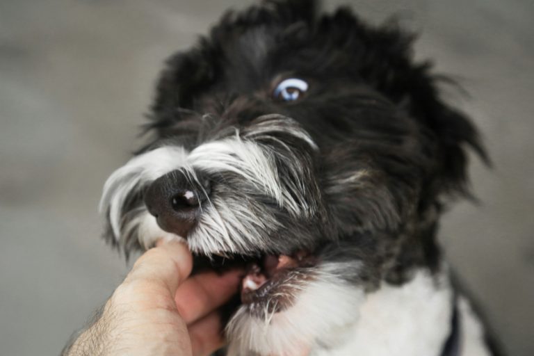 After the Bite: What to Do If You or Your Child Is Bitten by a Dog