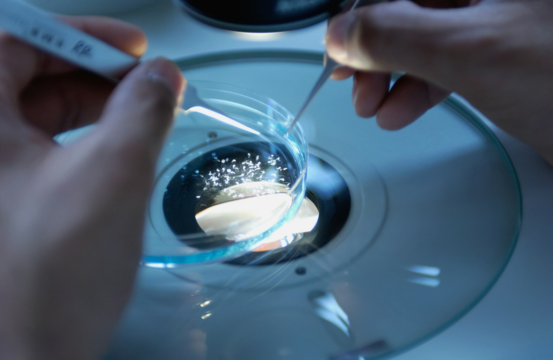 Sermorelin Peptide: A Gateway to Advancing Research in Cellular and Molecular Science