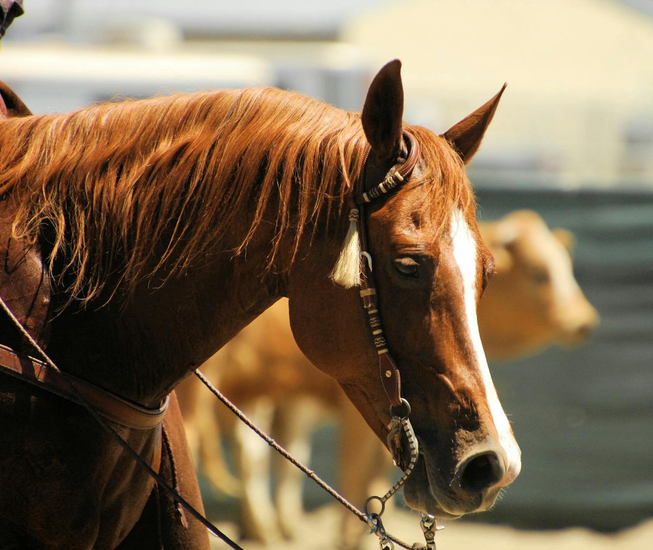 Why Equestrian Activities Are Important During Education?