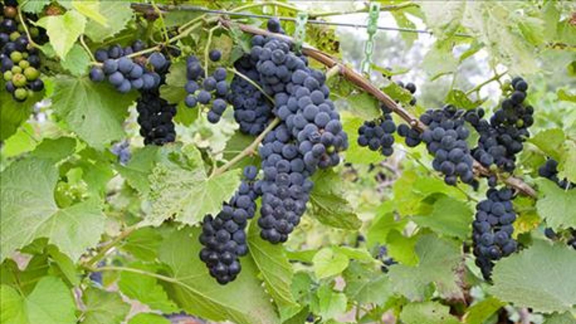 Dakota Grape