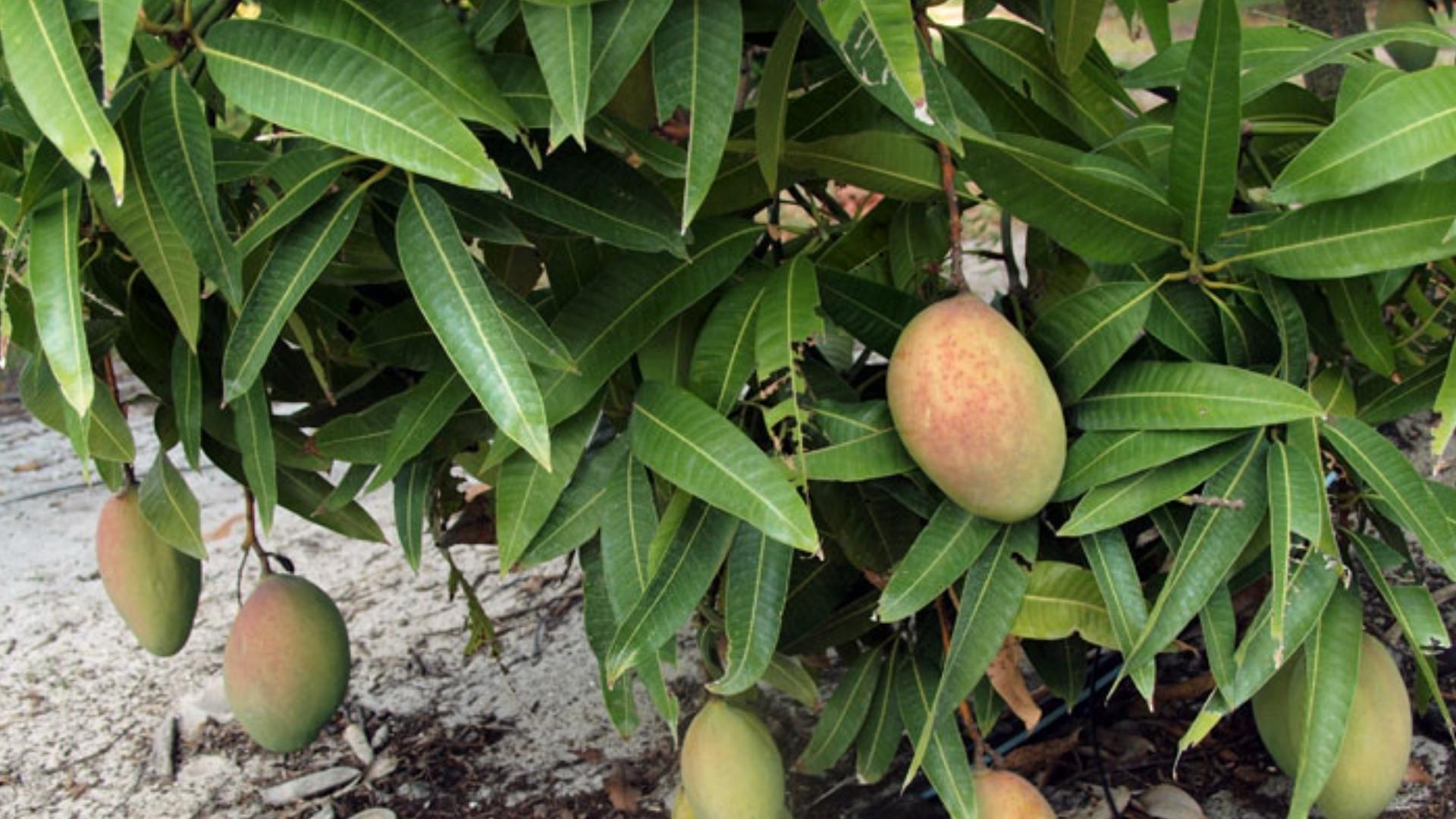 Dambun Mango

