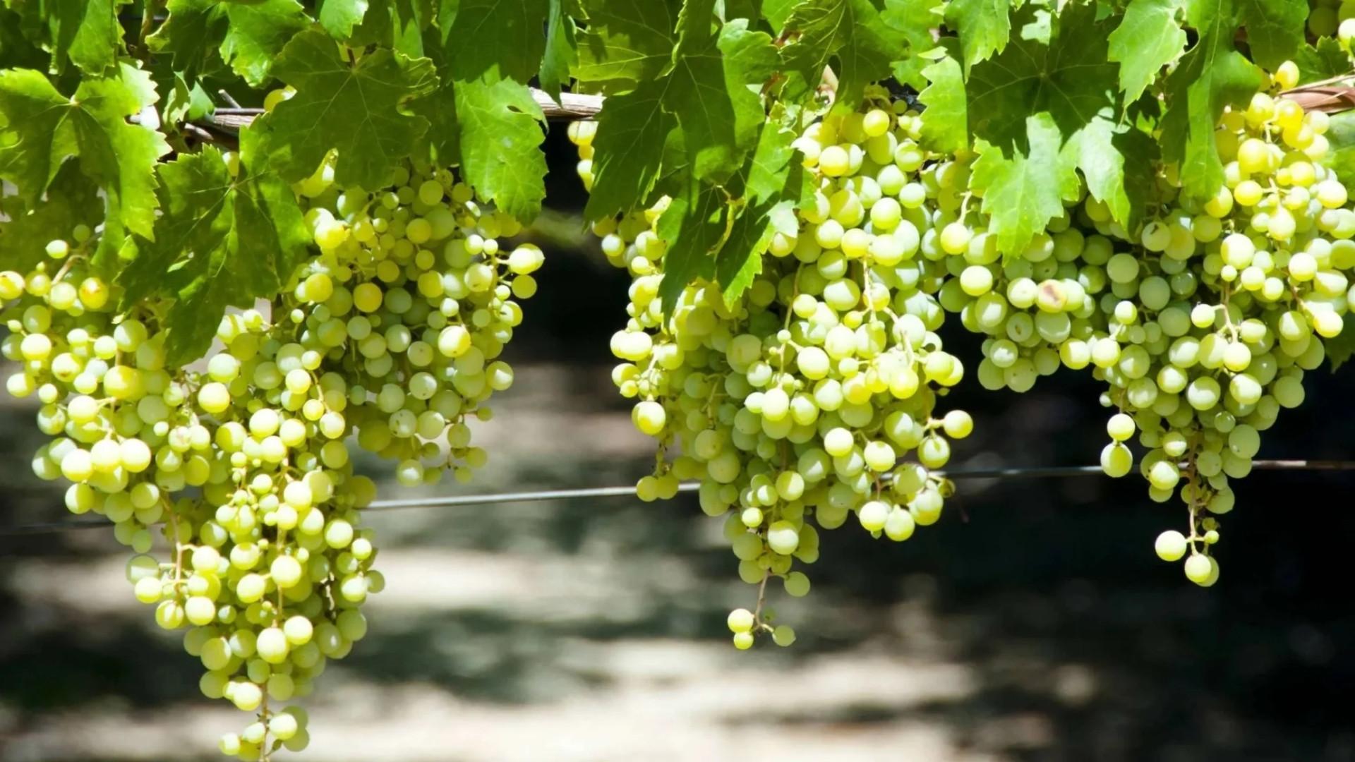 Verdelho Grape
