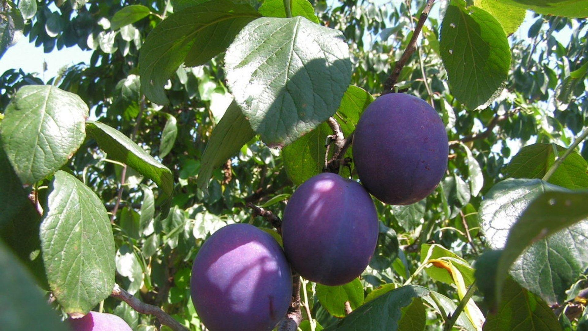 Verdone Plum
