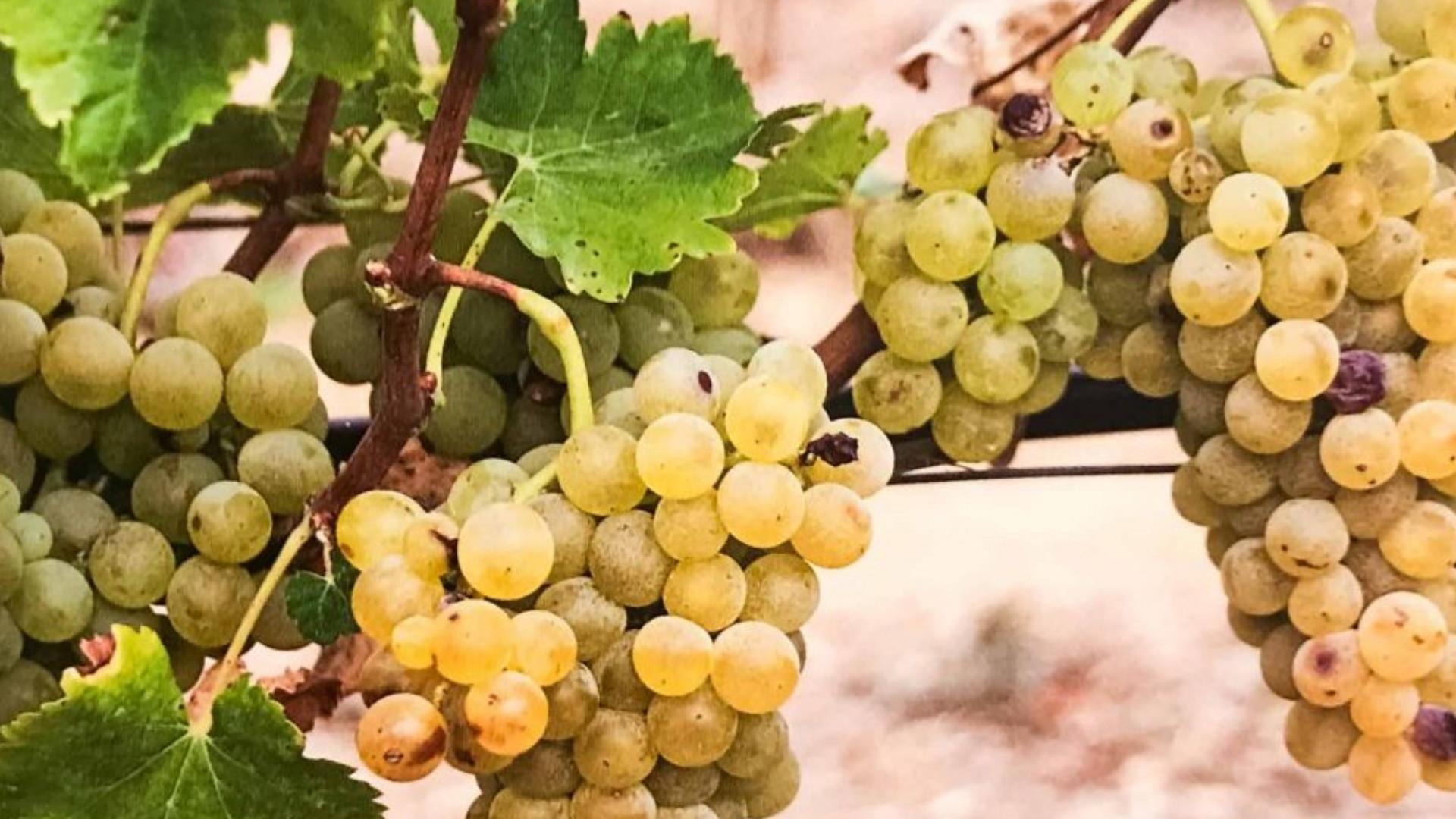 Vernaccia Grape
